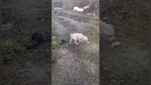 Видео отчет по щенкам с демодекозом. ВСЕМ ОГРОМНОЕ СПАСИБО за фин помощь в лечении щенков. смотреть онлайн