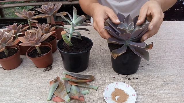 Como Fazer Mudas De Suculentas - Graptoveria Fred Ives