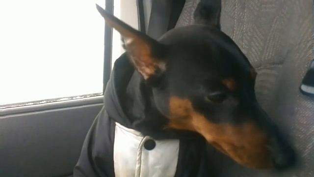 Всё о породе Цвергпинчер в группе в контакте Пинчер и Ко смотреть онлайн