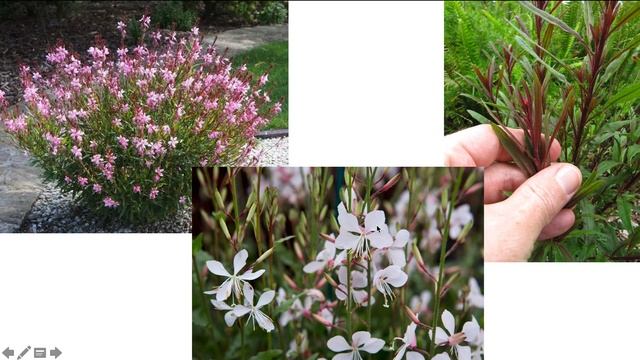 HOR 204 Gaura Lindheimeri