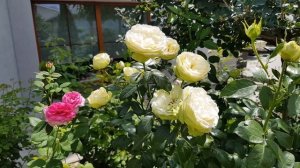 Чайно-гибридная роза Wedding Piano ( Rosen-Tantau).????