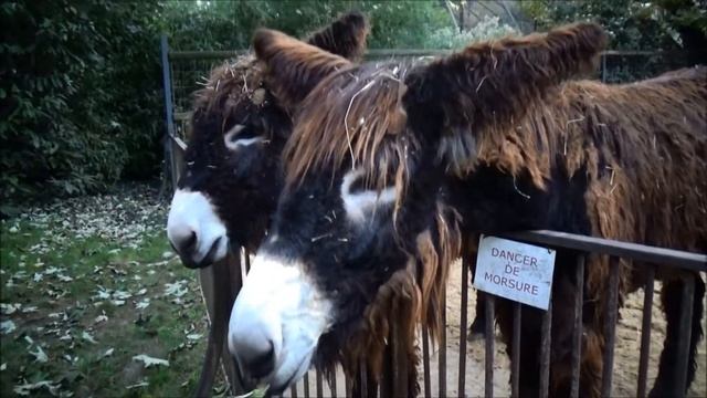 Baudet du Poitou - Equus asinus - Linnaeus, 1758 - Ménagerie Zoo de Paris - 11/2014 смотреть онлайн