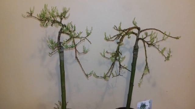 Планинска мини върба смотреть онлайн