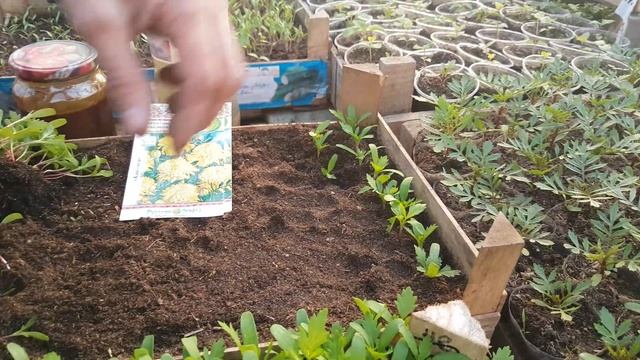 БАРХОТцы 1 ПИКИРОВКА. БЫСТРЫЙ СПОСОБ пикировки бархатцев видео. бархатцы рассада