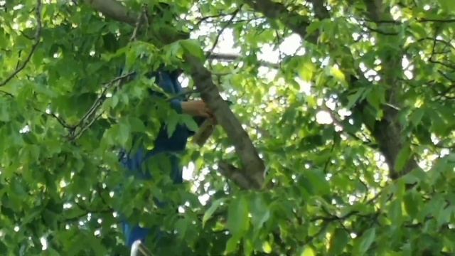 как снять с дерева рой пчёл.