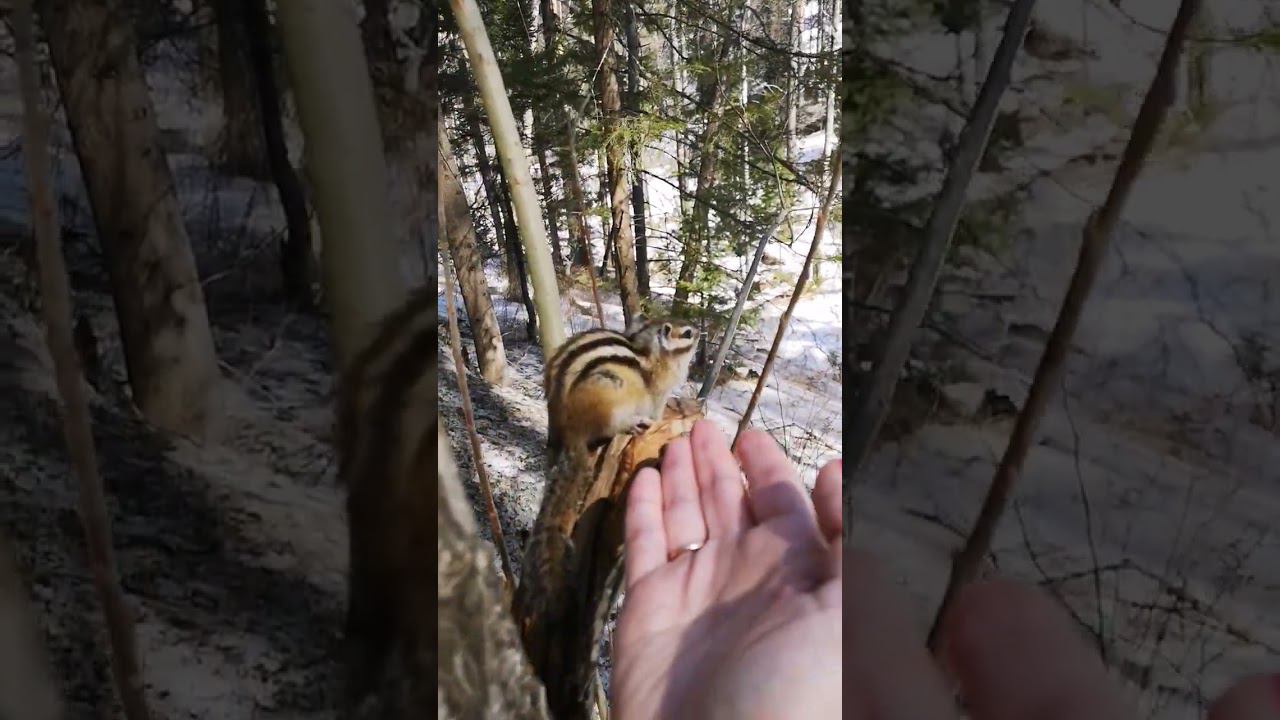 Бурундучки на Столбах #Красноярск смотреть онлайн