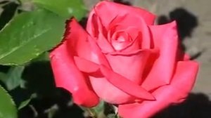 Rose Topaz (роза Топаз)