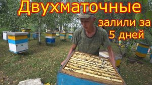 ДВУХМАТОЧНЫЕ! ЗАЛИЛИ за5 ДНЕЙ!!! Карника на медосборе в СИБИРИ!
