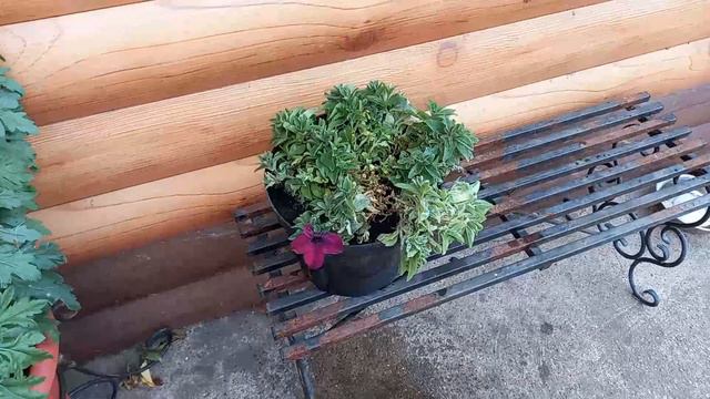 ПЕТУНЬЯ ЗИМУЕТ ДОМА. ХРИЗАНТЕМА ТОЖЕ. А ДЖЕССИ МОЯ ГОНЯЕТ ЗАЙЦЕВ И ЛИСИЦ. смотреть онлайн