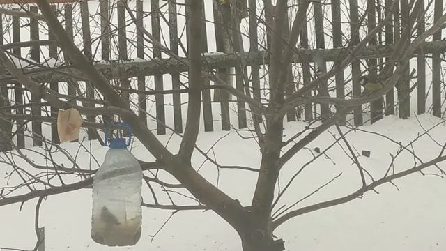 Синицы едят корм и сало/кормушка Птицы пение смотреть онлайн