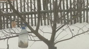 Синицы едят корм и сало/кормушка Птицы пение