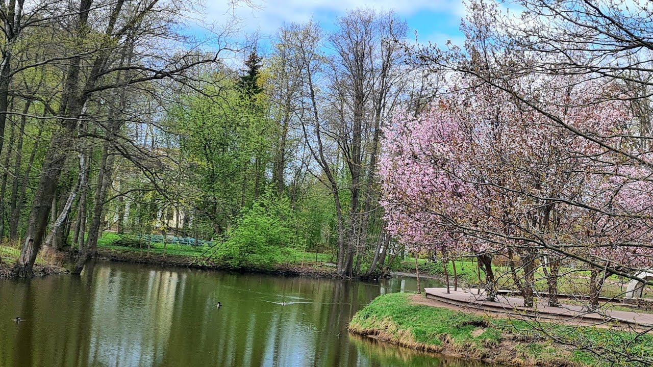 Санкт-Петербург. Цветет сакура смотреть онлайн