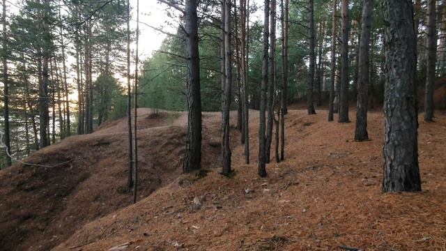 Что произошло в лесу? Сосновый Лес Relax relaxing, для фона 4к природа смотреть онлайн