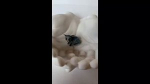 Реалистичная игрушка своими руками кошка сфинкс