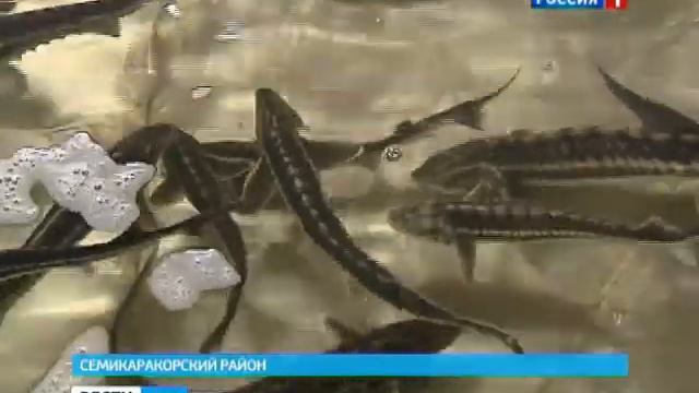 Восстанавливать популяцию осетровых на Дону будут с помощью федеральной поддержки смотреть онлайн