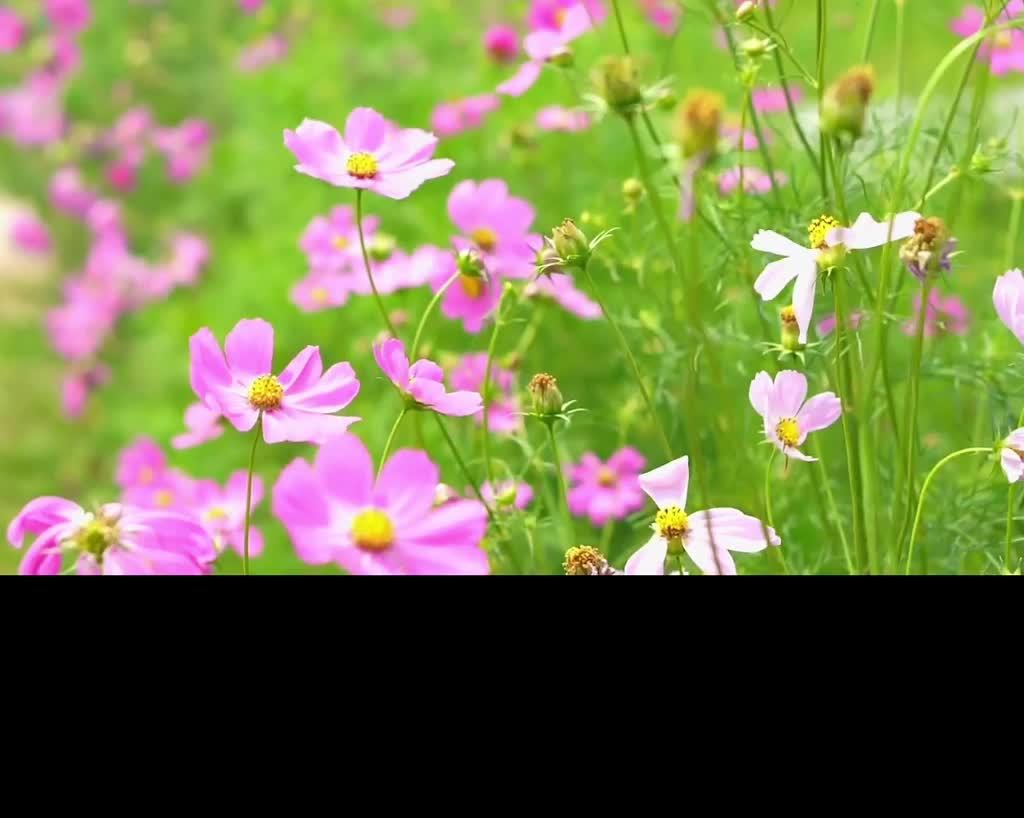 релакс музыка покой нервной системы смотреть онлайн