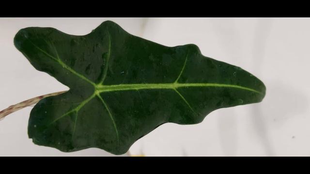 Because all plants are beautiful! смотреть онлайн