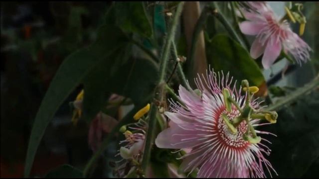 Цветок пассифлора. Удивительное растение, которое сделало мой сезон.