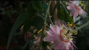 Цветок пассифлора. Удивительное растение, которое сделало мой сезон.