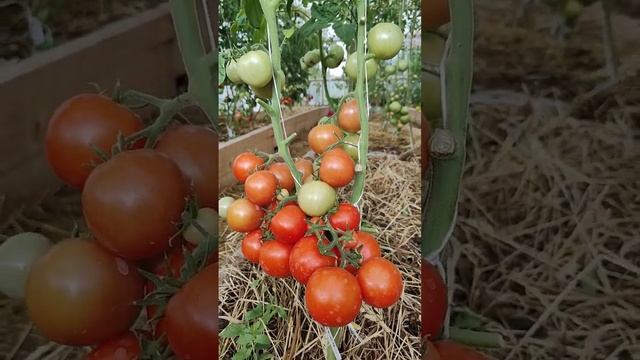 Томат Верочка. Ранний. Семена у Регишки 89191516761 Вацап смотреть онлайн