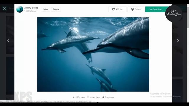 How To Download Copyright Free Images And 4K Videos From Pexels website смотреть онлайн
