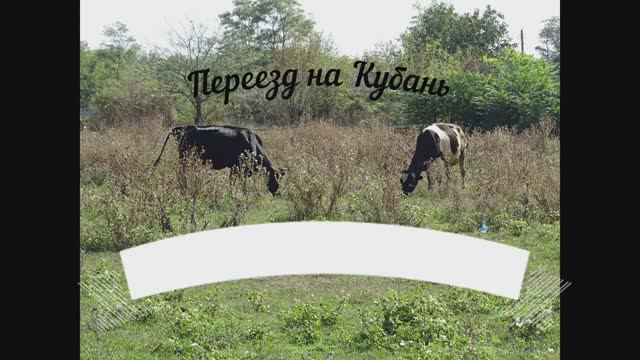 Переезд в Краснодарский край. Покупка коровы и получение субсидии на ее приобретение. смотреть онлайн