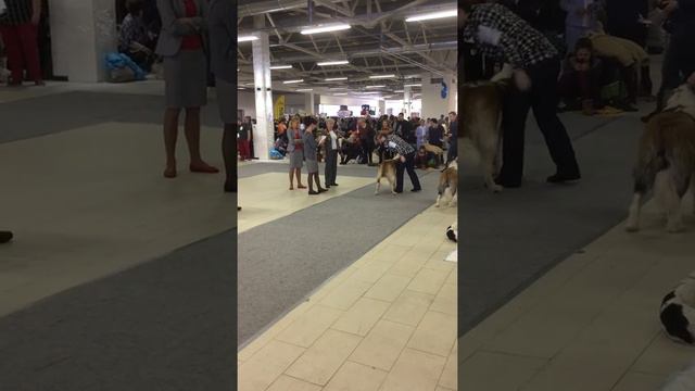 IMG 8274 смотреть онлайн