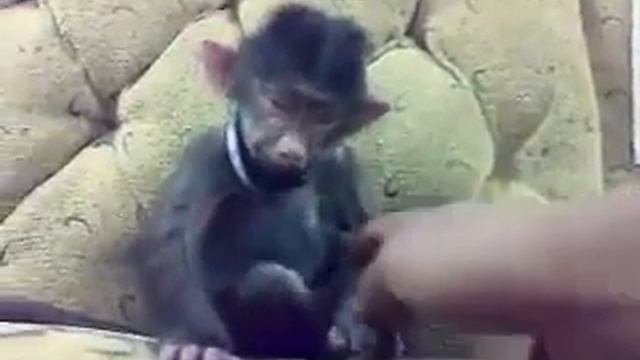 Смех обезьянки. Семей смотреть онлайн