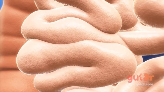 Bloating | The GutDr Explains (3D Gut Animation) смотреть онлайн