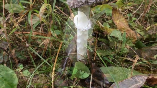 Schopftintlinge 2017: Tintenpilz, Porzellantintling, Coprinus Comatus, Coprinus Porcellanus смотреть онлайн