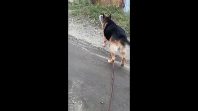 Немецкая овчарка Конон смотреть онлайн