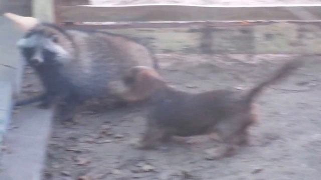 п-к ВЕНАТУС ВЕНАТИКУС смотреть онлайн