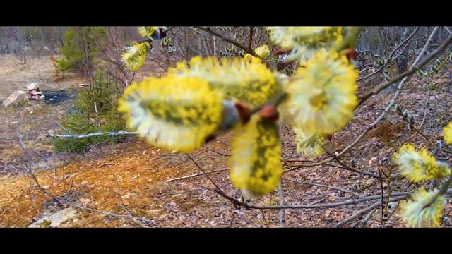 Весна. Верба. смотреть онлайн