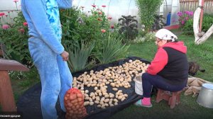 6 соток 7 августа 2024 года. Хроника.