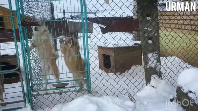 «Урман»•Питомник лаек Борисёнка Александра Константиновича •