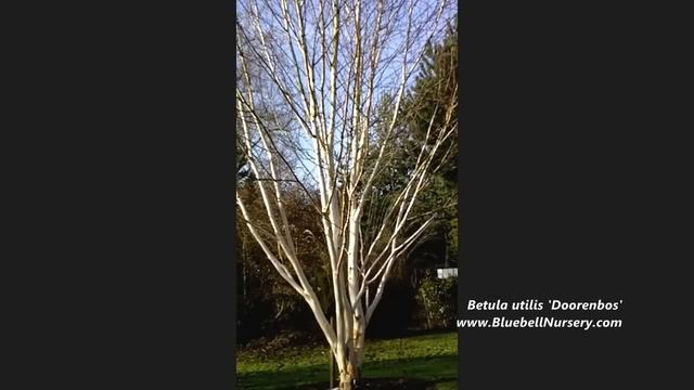 Betula utilis var. jacquemontii 'Doorenbos' (Himalayan Birch) смотреть онлайн