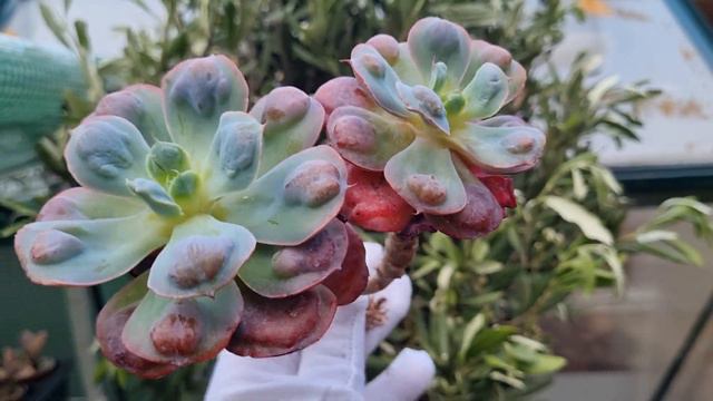 Echeveria Heart Delight смотреть онлайн
