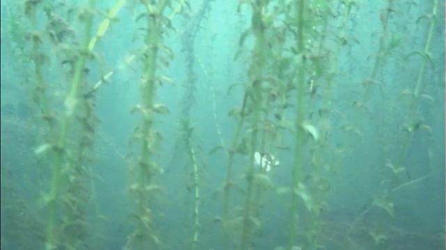 Тайны Петровского пруда смотреть онлайн