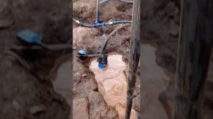 абиссинская скважина. демонтаж!