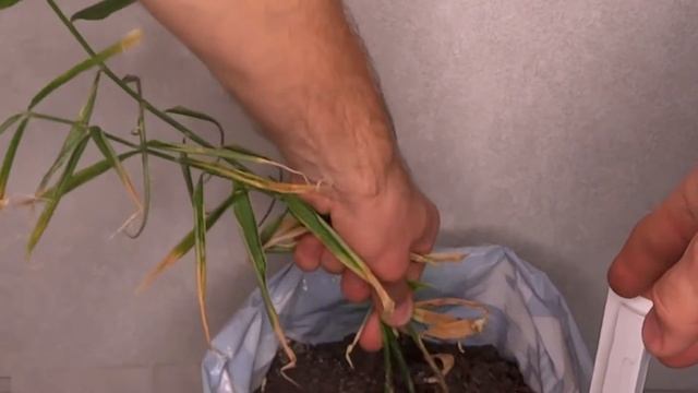 ИМБИРЬ из магазина! Как вырастить его ПРЯМО У СЕБЯ ДОМА! смотреть онлайн