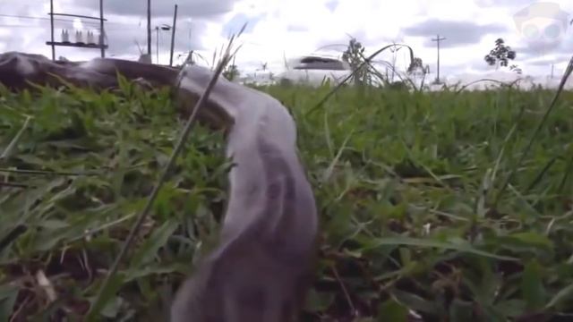 Ужасы Амазонии | 11 Страшных Cуществ Амазонки смотреть онлайн