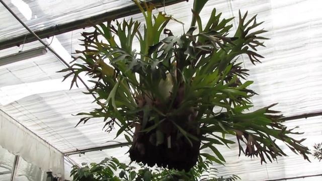 Платицериум оленерогий/Platycerium Bifurcatum