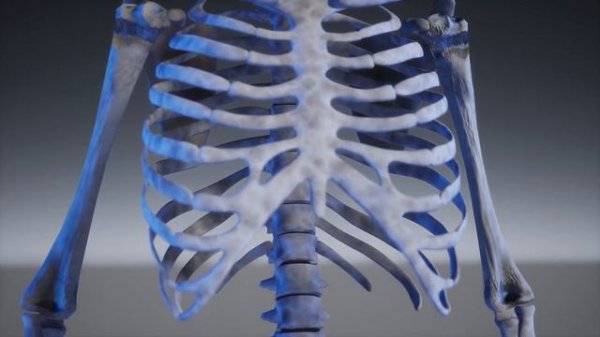 скелет человека