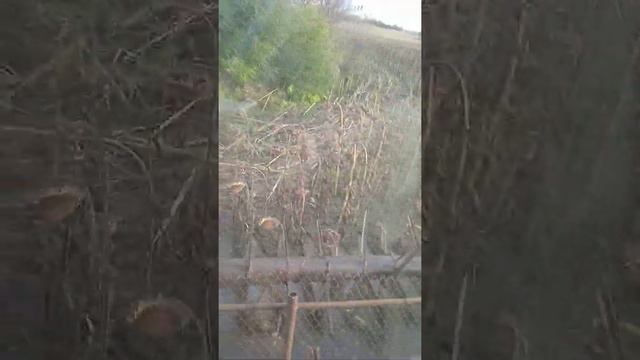 Подсолнух под ЕВРОЛАЙТИНГ смотреть онлайн