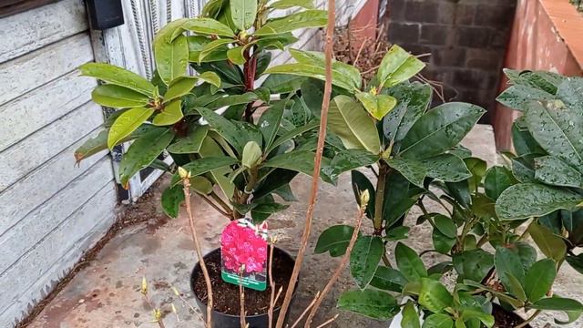 Czy nasz rhododendron będzie kwitł? смотреть онлайн