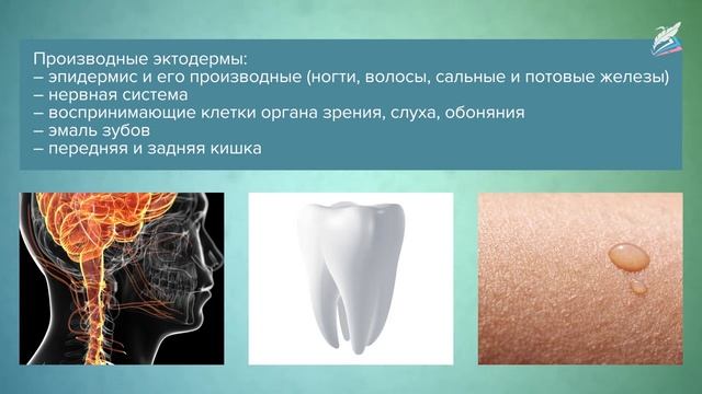 Индивидуальное развитие организма (онтогенез). Влияние факторов внешней среды на онтогенез смотреть онлайн