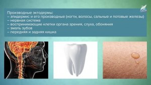 Индивидуальное развитие организма (онтогенез). Влияние факторов внешней среды на онтогенез