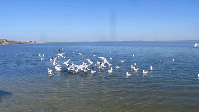 Море.Чайки.Солнце. смотреть онлайн