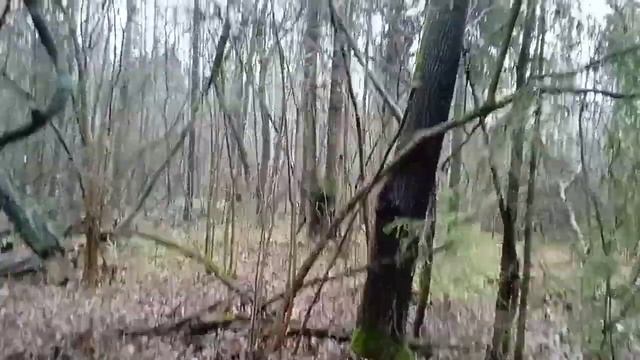 Охота на куницу капканами удачная проверка капканов сезон 2022-2023.