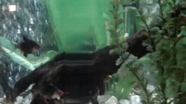 New aquarium (Новый аквариум) смотреть онлайн